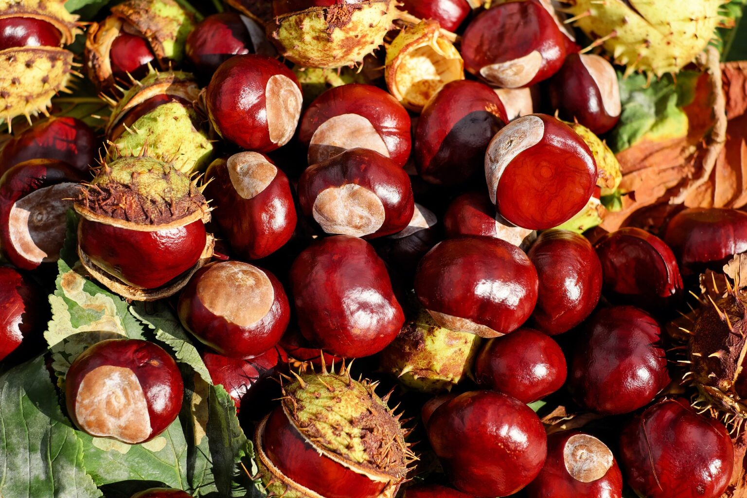 Le castagne, quali sono le qualità? Cinzia Myriam Calabrese Medico Nutrizionista a Roma Le castagne, quali sono le qualità? Cinzia Myriam Calabrese Medico Nutrizionista a Roma
