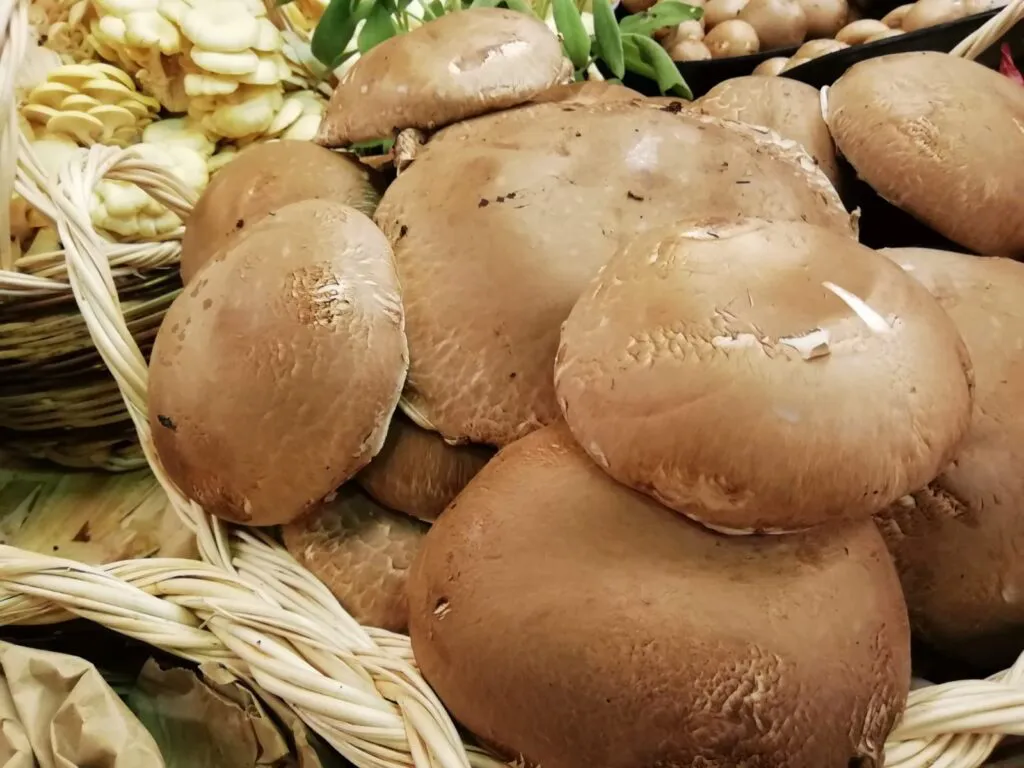 Funghi, tante qualità e poche calorie.