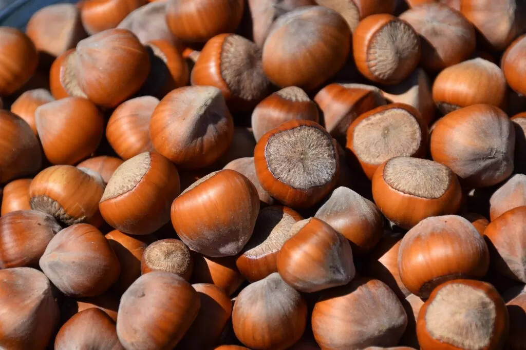 Lo sai che le nocciole aiutano il nostro cervello?
