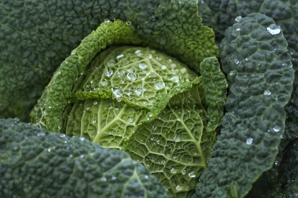 Cavolo nero: un tesoro di salute e sapori